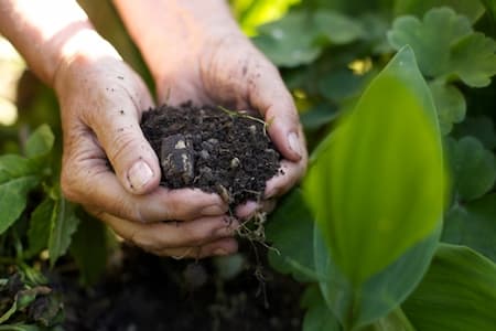 Greener Grass Starts With Soil Management